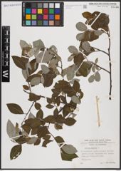 Foto von Salix caprea L.